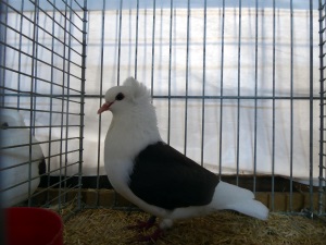 Sddeutsche Schildtaube