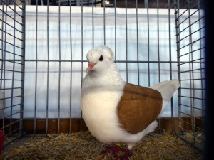 Sddeutsche Schildtaube