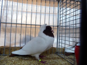 Sddeutscher Mohrenkopf