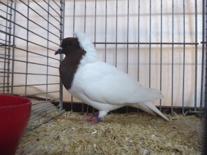 Sddeutsche Latztaube