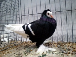 Süddeutsche Mönchtaube