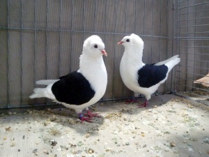 Süddeutsche Schildtauben