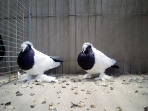 Wrttemberger Mohrenkpfe