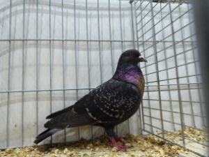 Sddeutsche Kohllerche