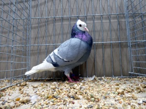 Sddeutsche Mnchtaube