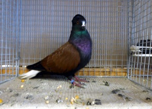 Sddeutscher Weischwanz