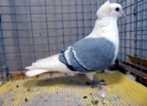 Sddeutsche Schildtaube