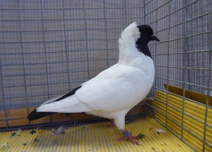 Sddeutscher Mohrenkopf