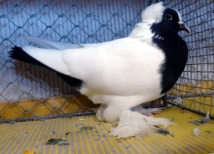 Wrttemberger Mohrenkopf