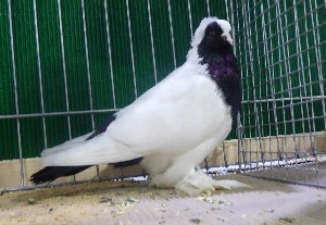 Wrttemberger Mohrenkopf