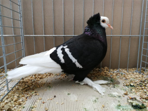 Süddeutsche Mönchtaube bel.