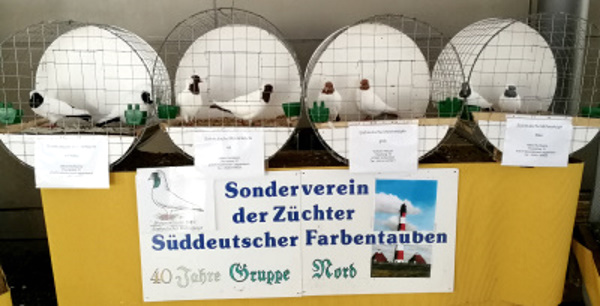 Süddeutsche Mohrenköpfe - Blickpunktrasse