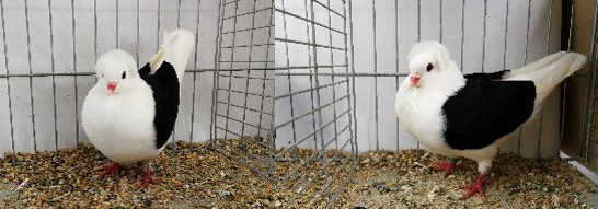 Süddeutsche Schildtauben