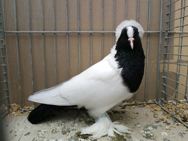 Württemberger Mohrenkopf