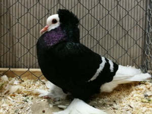 Sddeutsche Mnchtaube