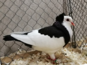 Echterdinger Farbentaube