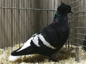 Sddeutscher Weischwanz