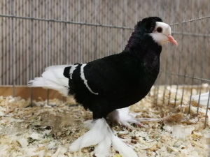 Sddeutsche Mnchtaube