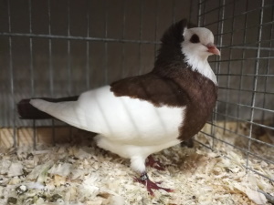 Echterdinger Farbentaube