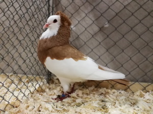 Echterdinger Farbentaube