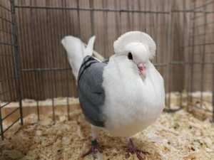 Sddeutsche Schildtaube