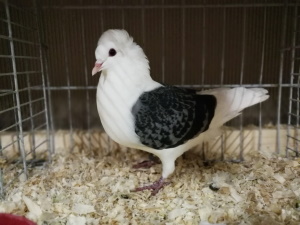 Sddeutsche Schildtaube