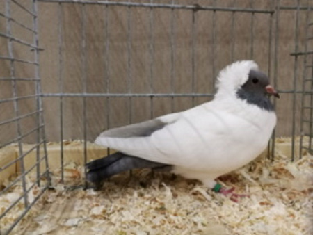 Süddeutscher Mohrenkopf