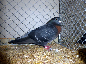 Sddeutsche Kohllerche