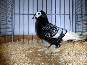 Sddeutsche Mnchtaube