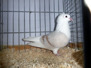 Sddeutsche Schildtaube