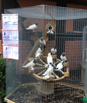  Verschiedene Mohrenkpfe