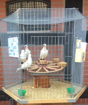 Sddeutsche Schnippen