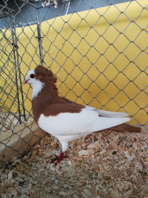 Echterdinger Farbentaube