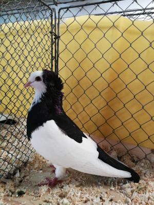 Echterdinger Farbentaube