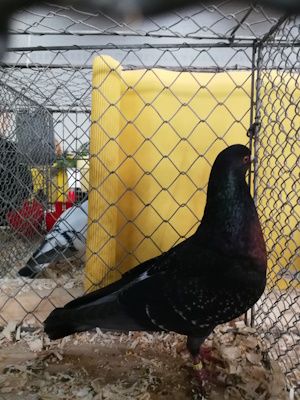 Süddeutsche Kohllerche