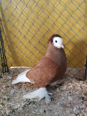 Süddeutsche Mönchtaube