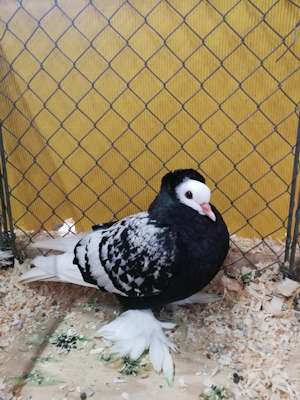 Süddeutsche Mönchtaube