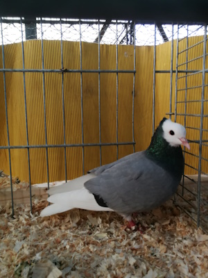 Süddeutsche Mönchtaube