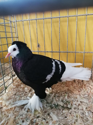 Süddeutsche Mönchtaube