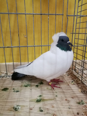 Süddeutscher Mohrenkopf