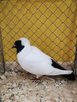 Süddeutscher Mohrenkopf