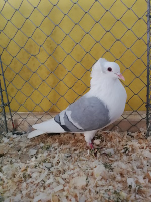 Süddeutsche Schildtaube