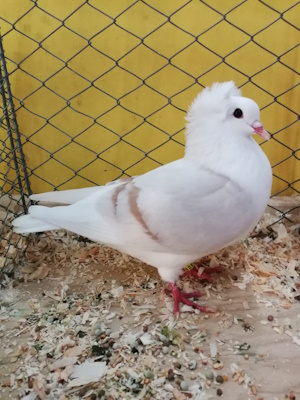 Süddeutsche Schildtaube