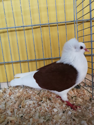 Süddeutsche Schildtaube