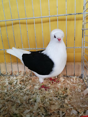 Süddeutsche Schildtaube