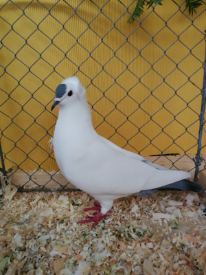 Süddeutsche Schnippe