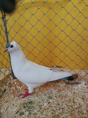 Süddeutsche Schnippe