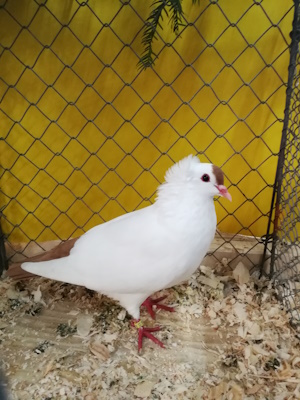 Süddeutsche Schnippe