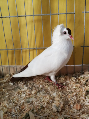 Süddeutsche Schnippe