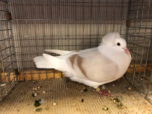 Süddeutsche Schildtaube